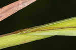 Great smokey mountain sedge